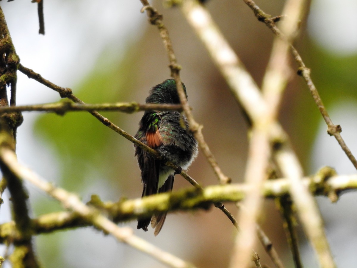 Stripe-tailed Hummingbird - ML138085911