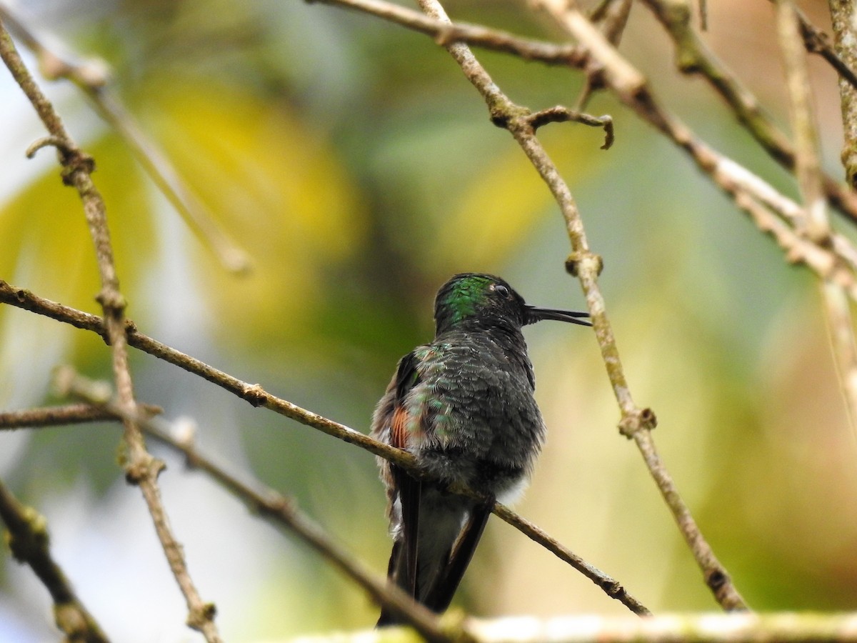 Stripe-tailed Hummingbird - Néstor Villalobos Rojas