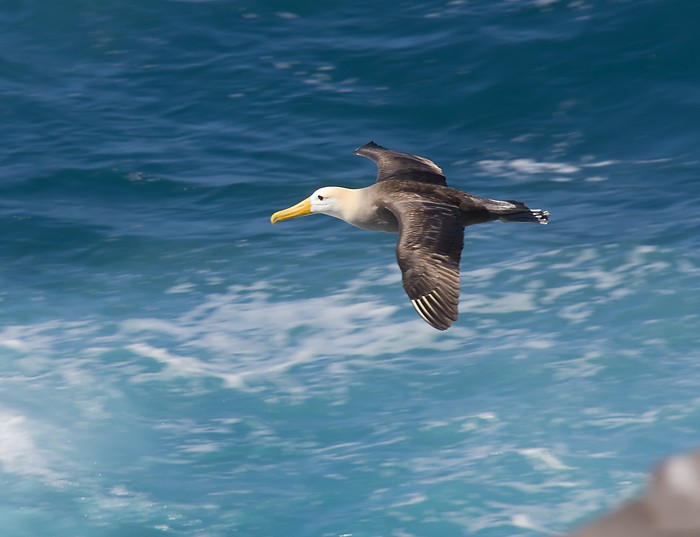 Waved Albatross - Jim Johnson