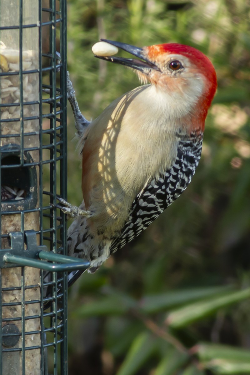 Red-bellied Woodpecker - ML138088251