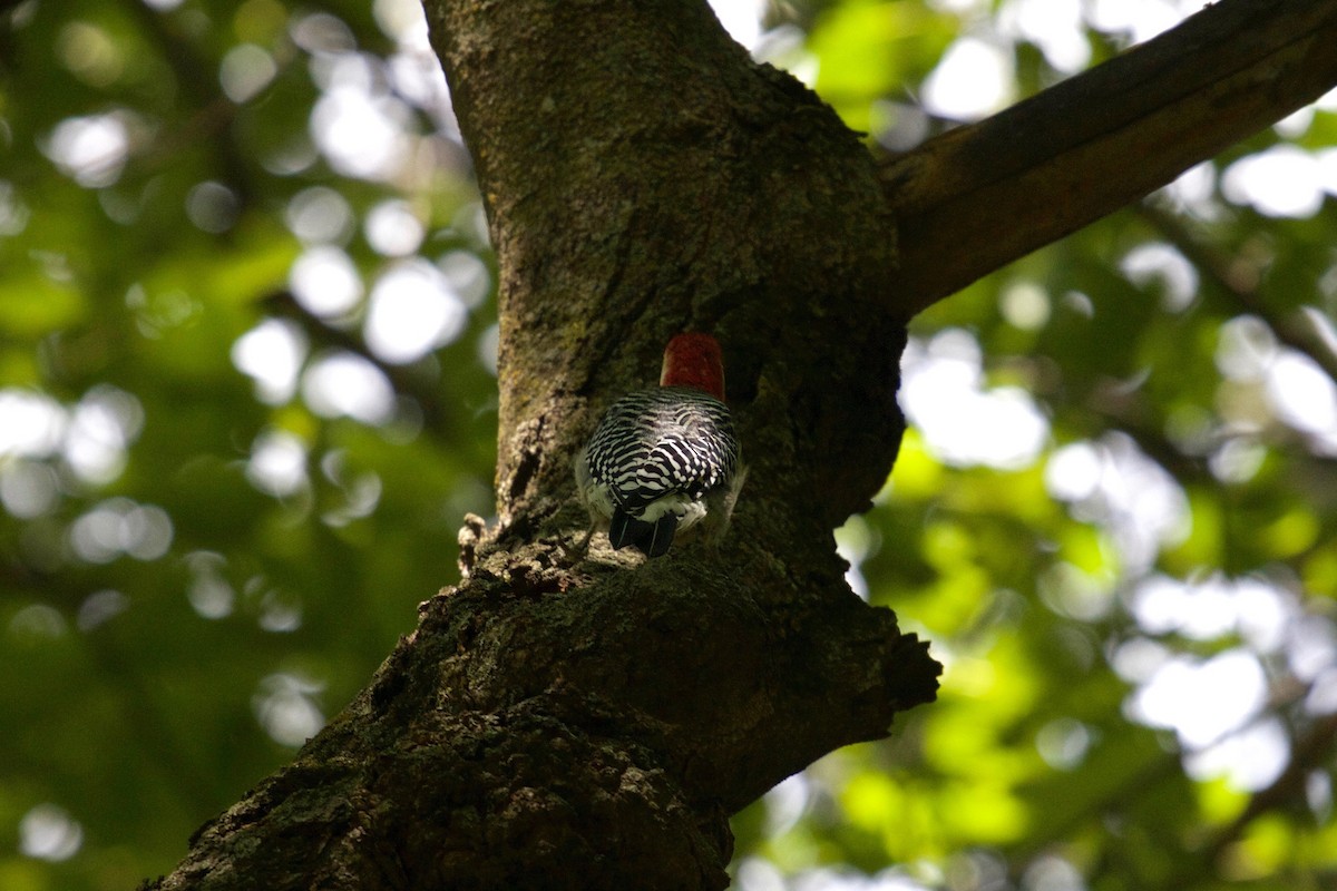 Red-bellied Woodpecker - Casey Weissburg
