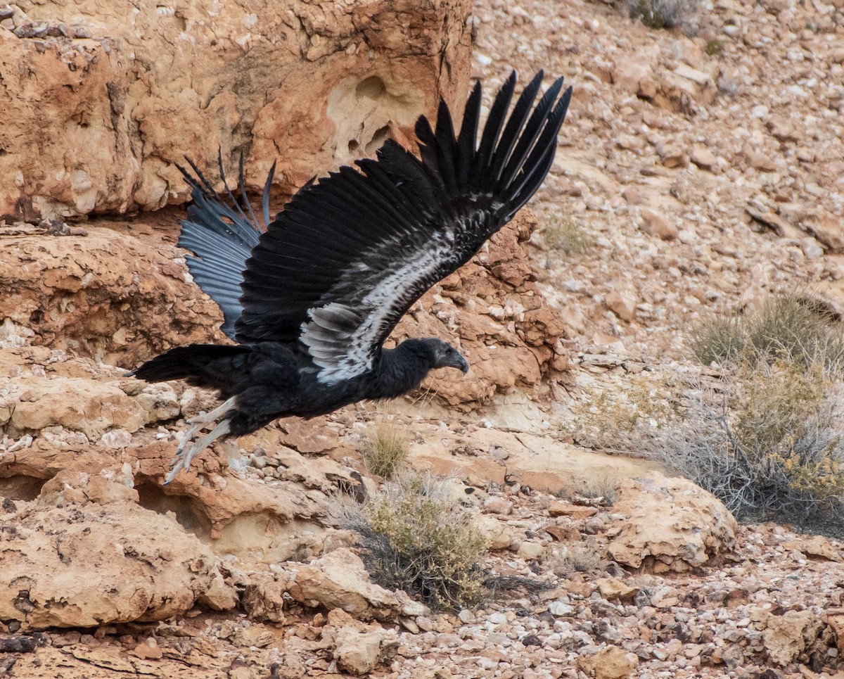 California Condor - Mary McSparen