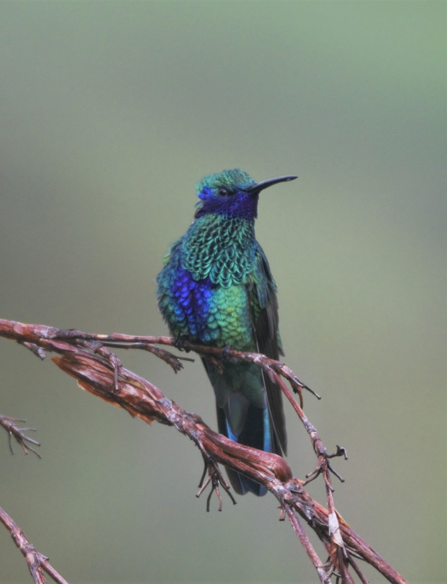 kolibřík modrolící - ML138093721