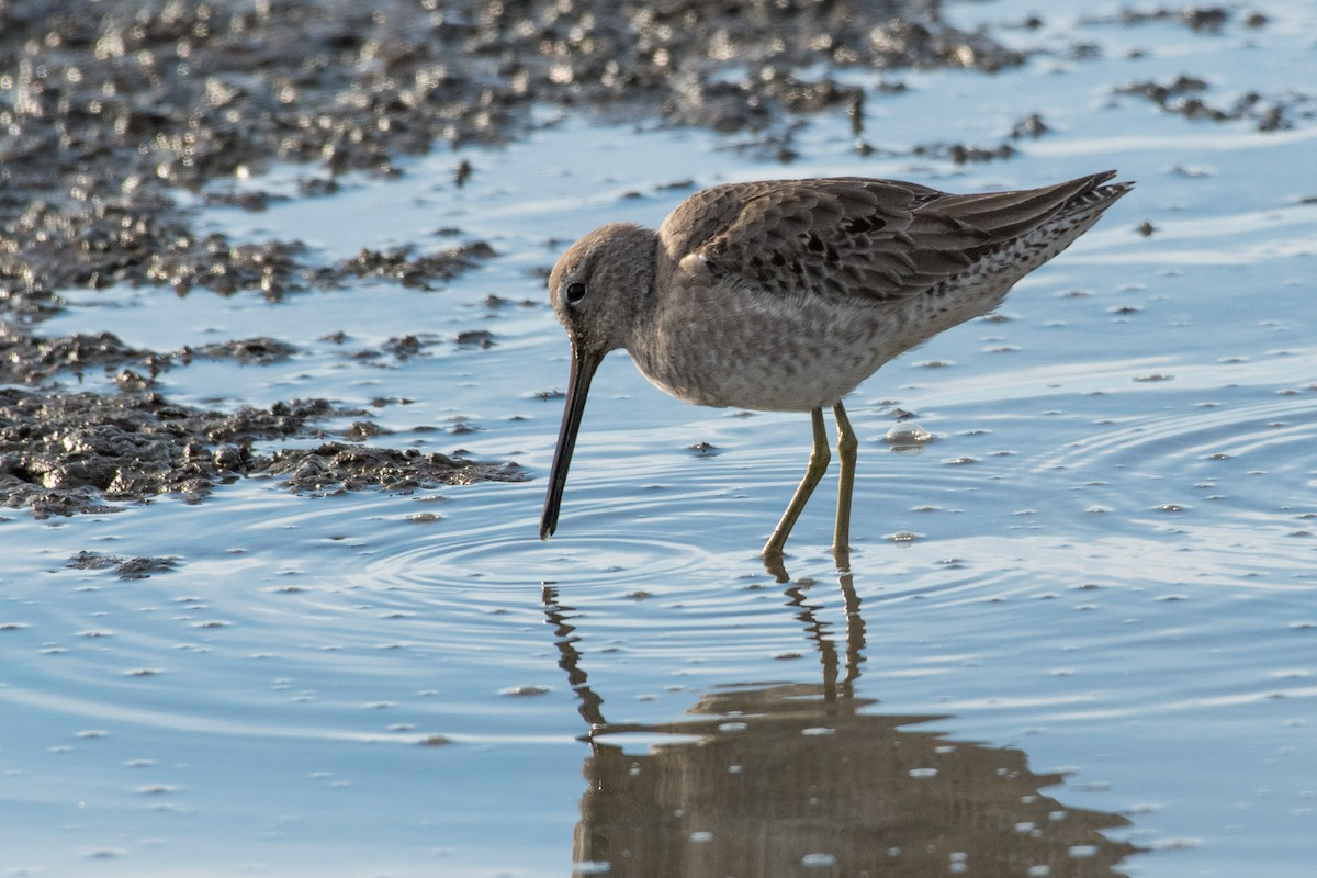 Long-billed Dowitcher - Susan Teefy