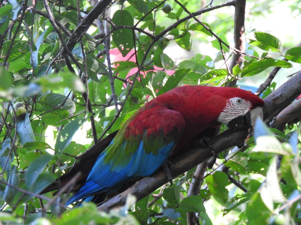 Red-and-green Macaw - ML138094341