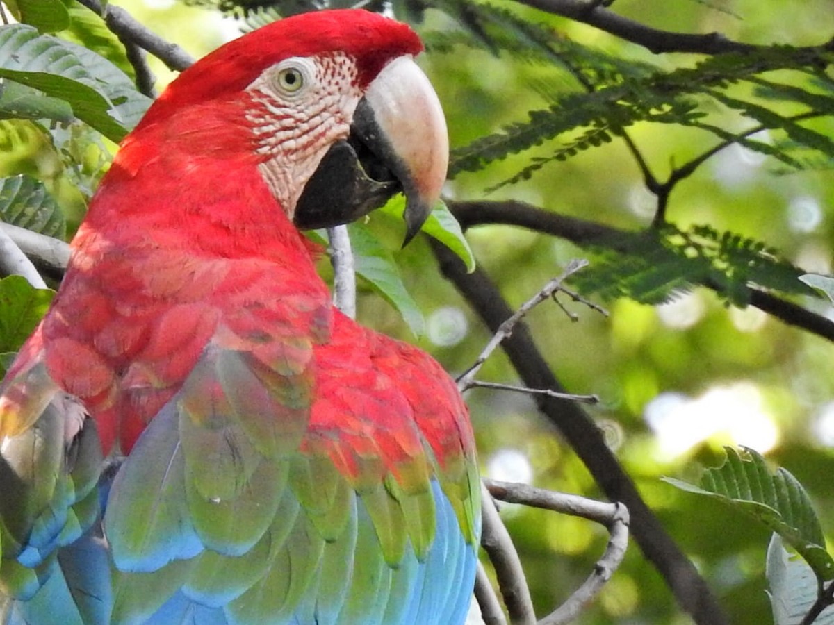 Red-and-green Macaw - ML138094351