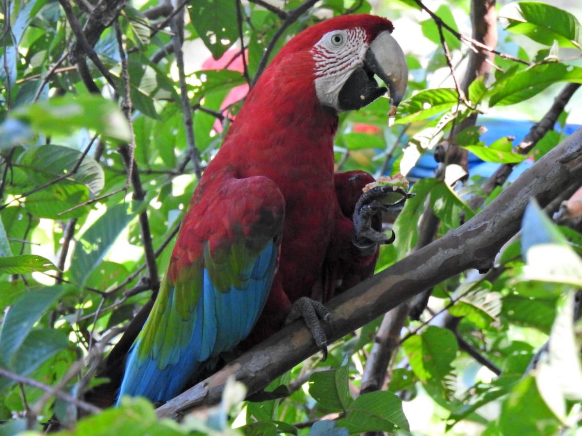 Red-and-green Macaw - ML138094371