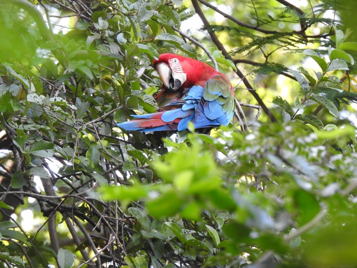 Red-and-green Macaw - ML138094391