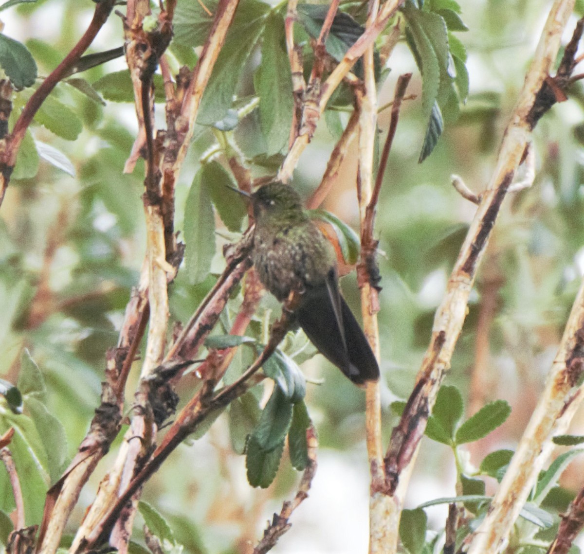 kolibřík dřišťálový - ML138094931