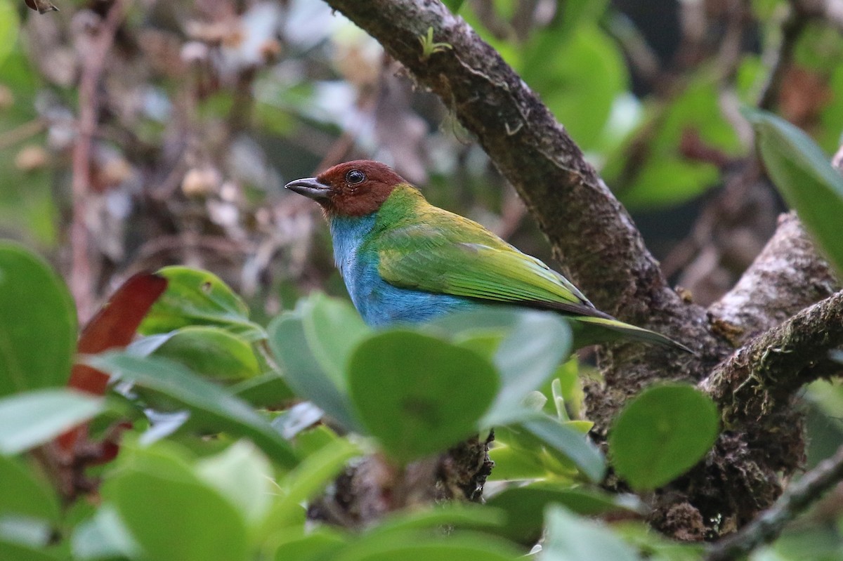 Bay-headed Tanager - ML138097871