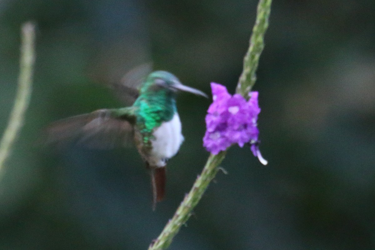 Snowy-bellied Hummingbird - ML138097881