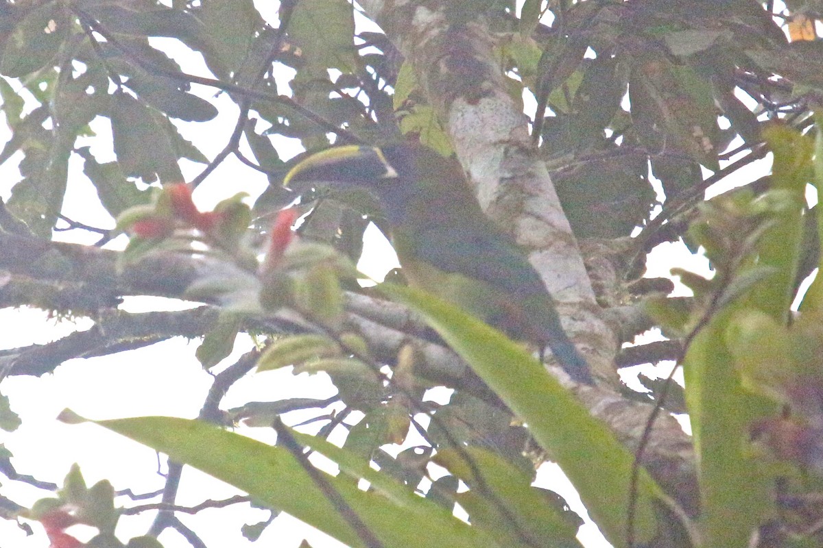 Northern Emerald-Toucanet (Blue-throated) - ML138098321