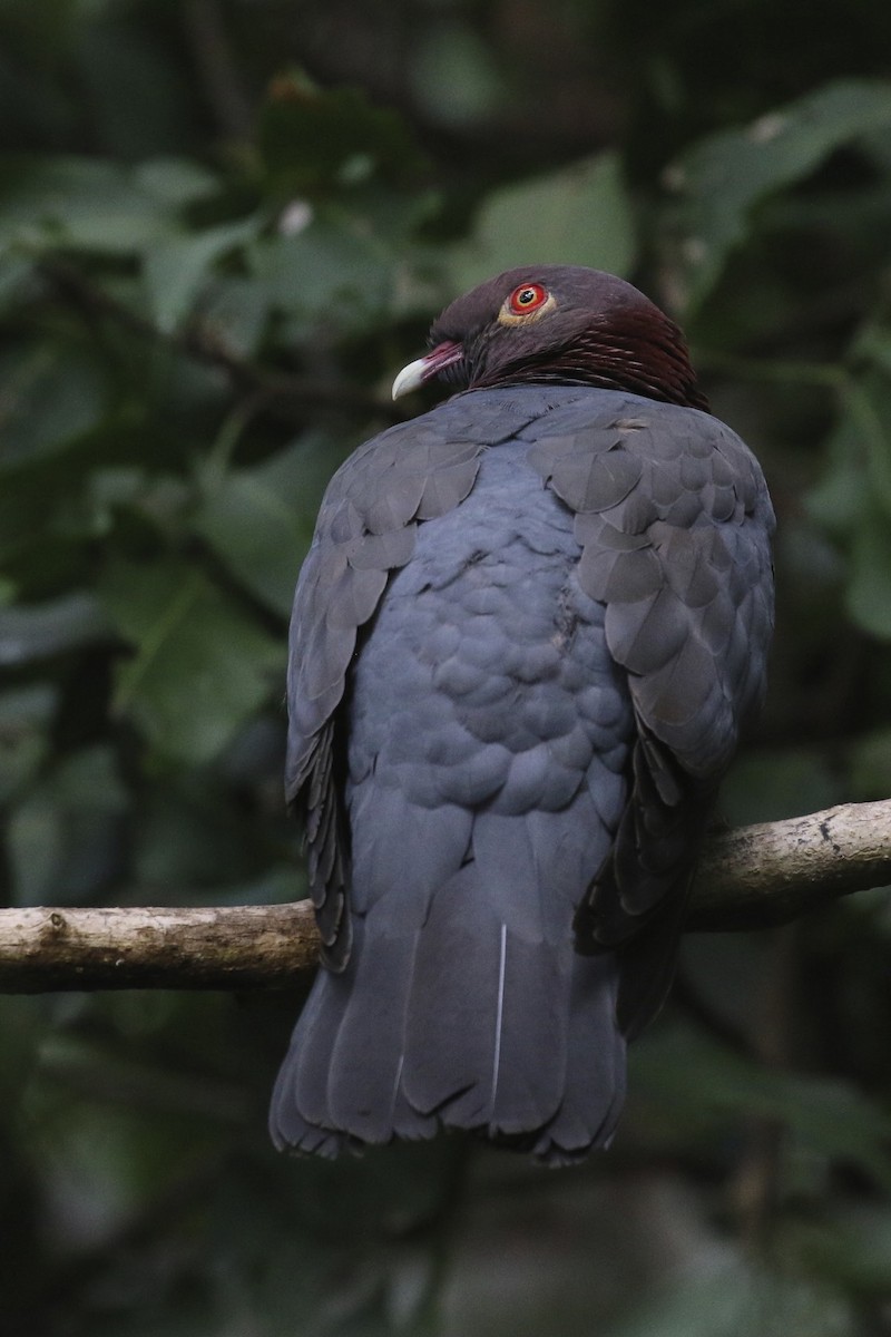 Scaly-naped Pigeon - ML138099761