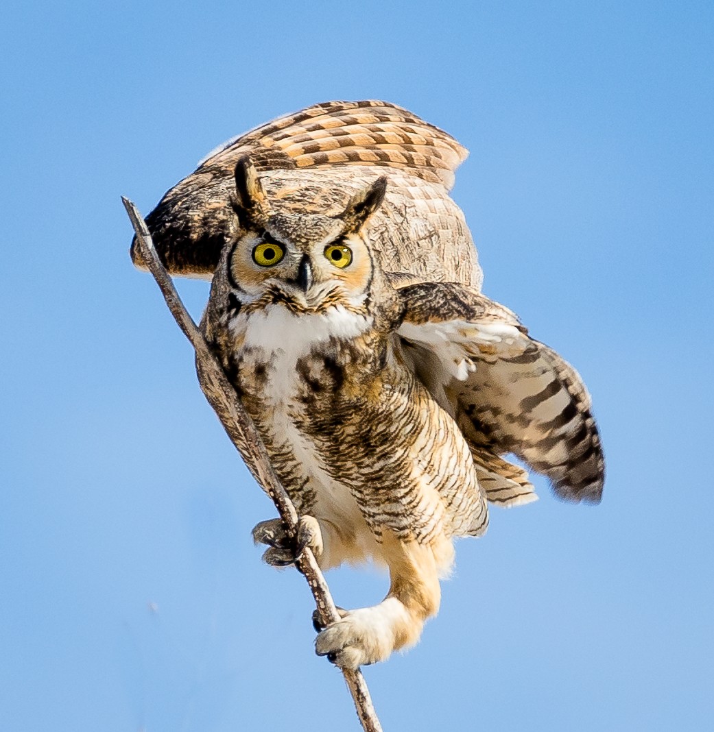 Great Horned Owl - Tom Wilberding