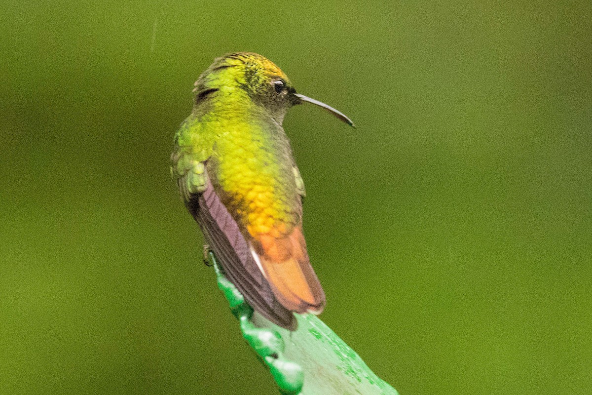 Rufous-tailed Hummingbird - Jack Lehman