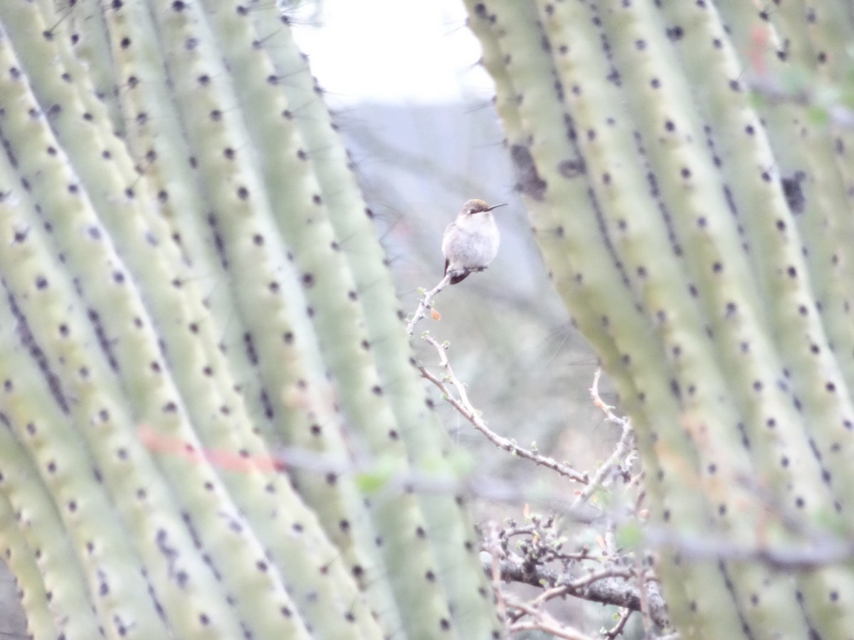 Costa's Hummingbird - ML138105011