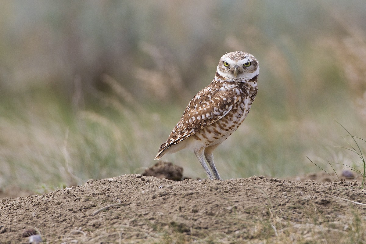 Burrowing Owl - Gerald Romanchuk