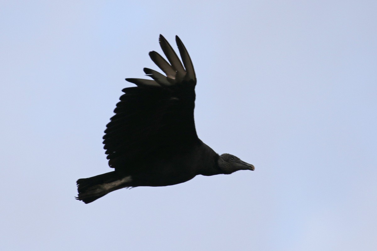 Black Vulture - ML138107311