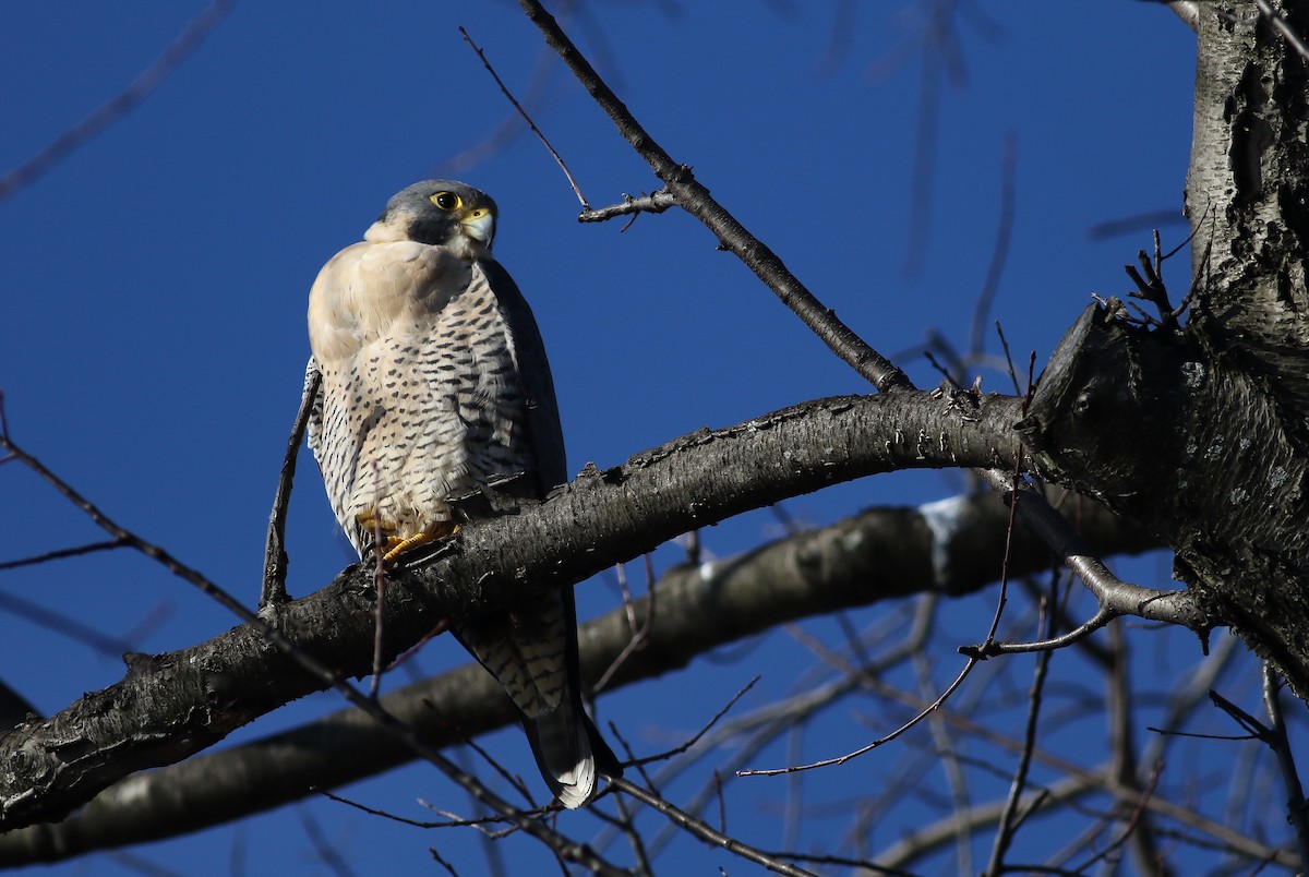 Peregrine Falcon (North American) - Max Nootbaar