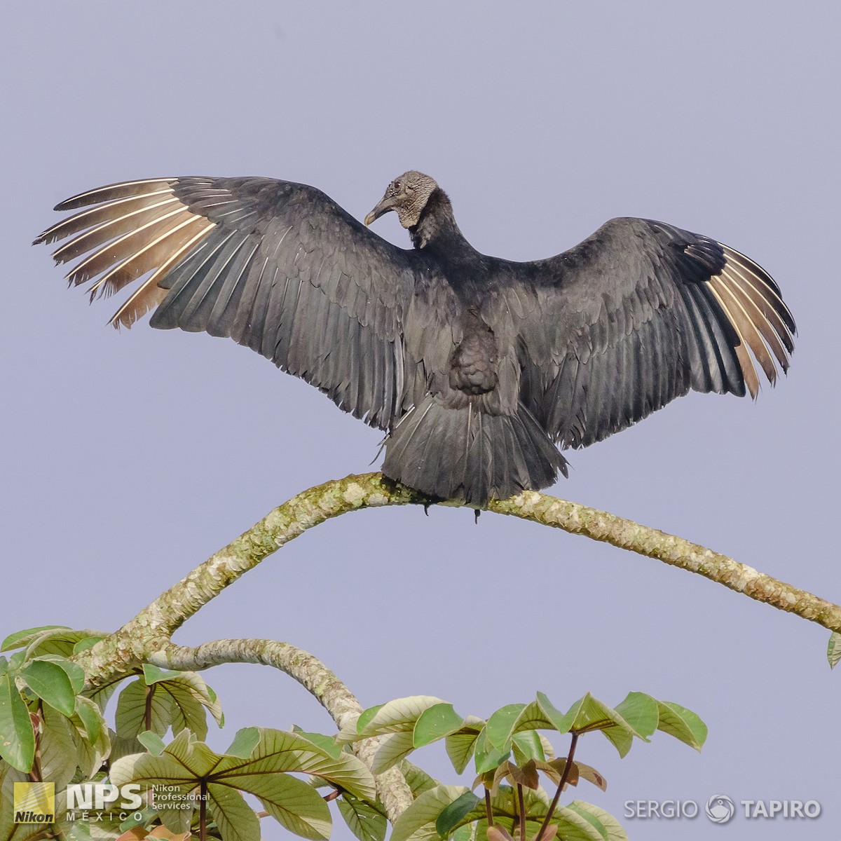 Black Vulture - ML138107861