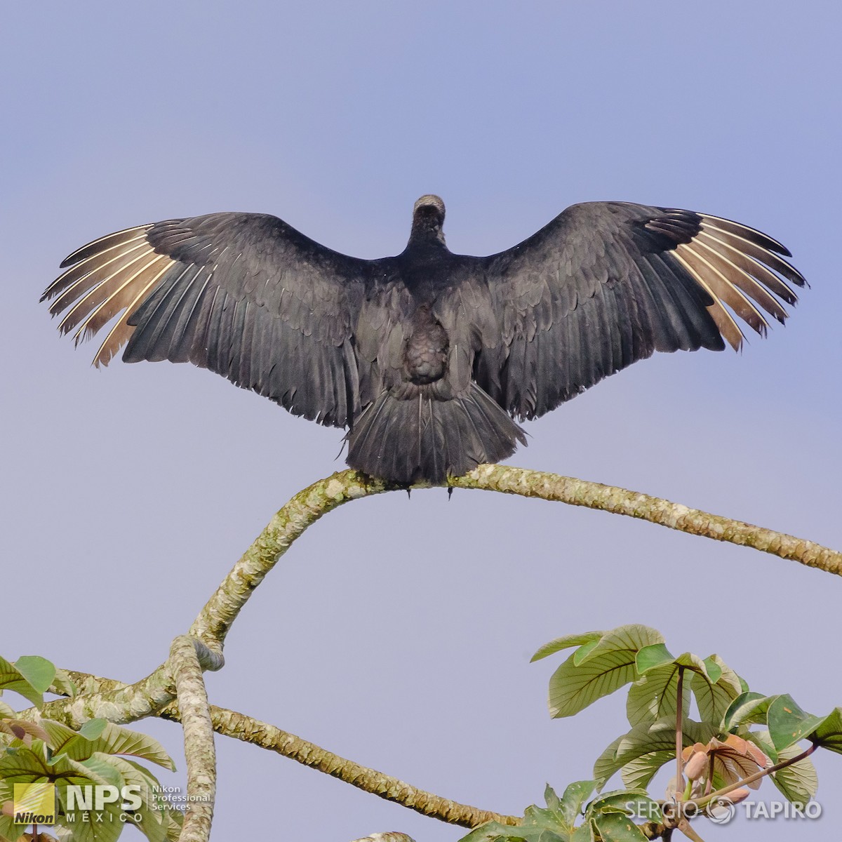 Black Vulture - ML138107881