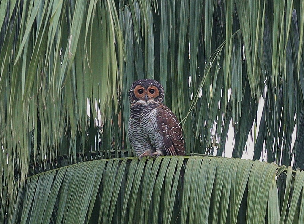 Spotted Wood-Owl - ML138108021