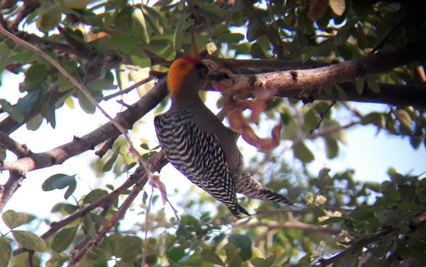 Golden-cheeked Woodpecker - Gustavo Rocha