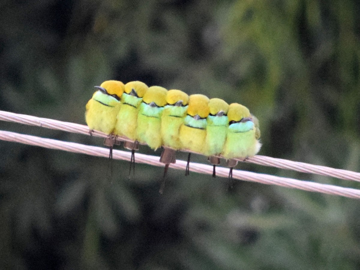Asian Green Bee-eater - CDR Vasudeva Rao Krishnan