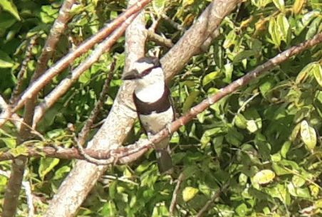 White-necked Puffbird - ML138111551