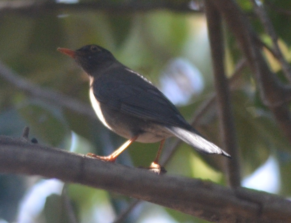 Indian Blackbird - ML138112391