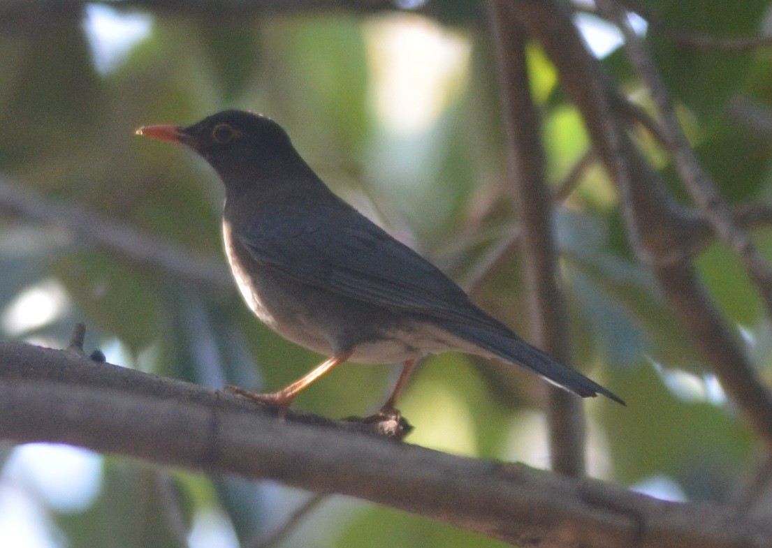 Indian Blackbird - Hareesha AS