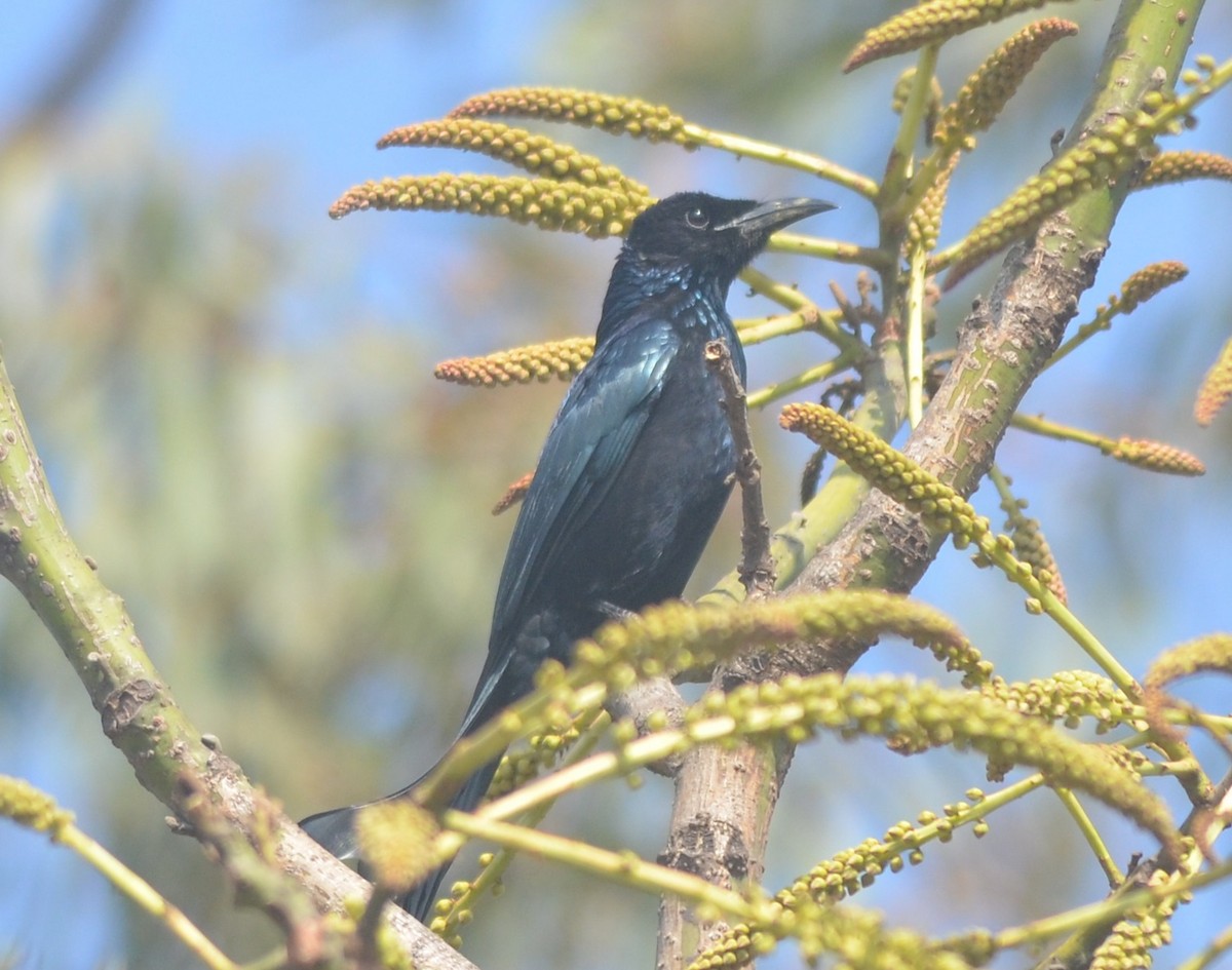 Hair-crested Drongo - ML138112501
