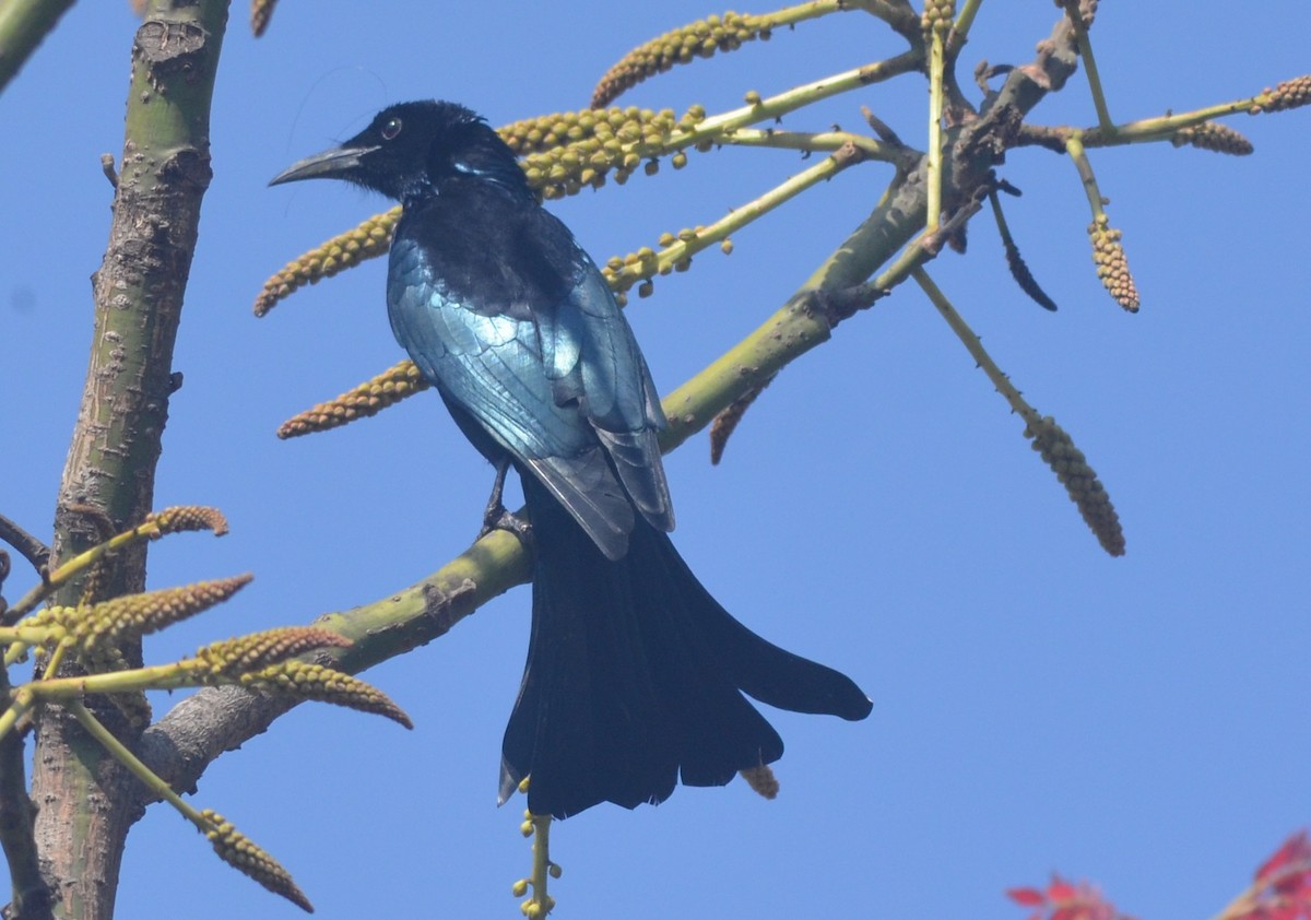 Hair-crested Drongo - ML138112511