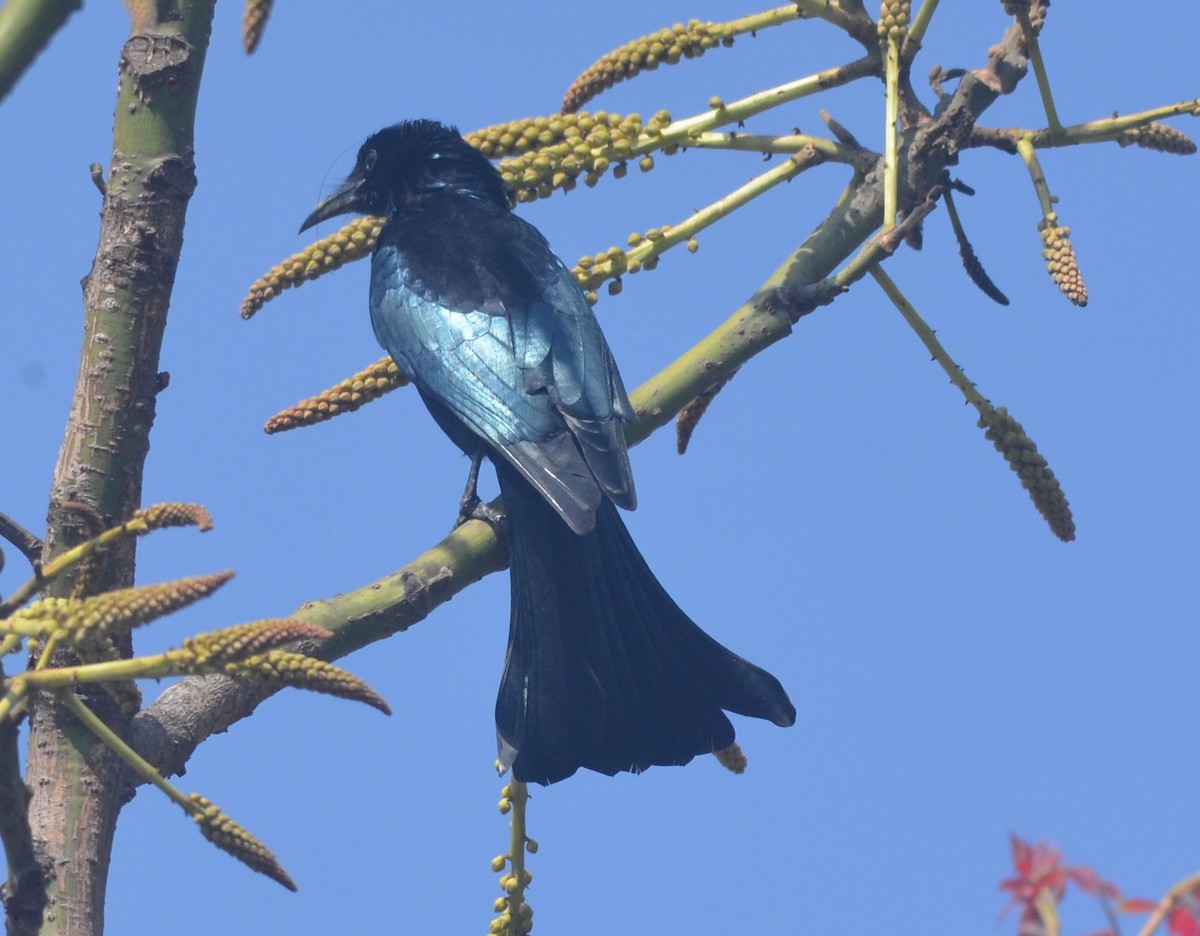Hair-crested Drongo - ML138112521