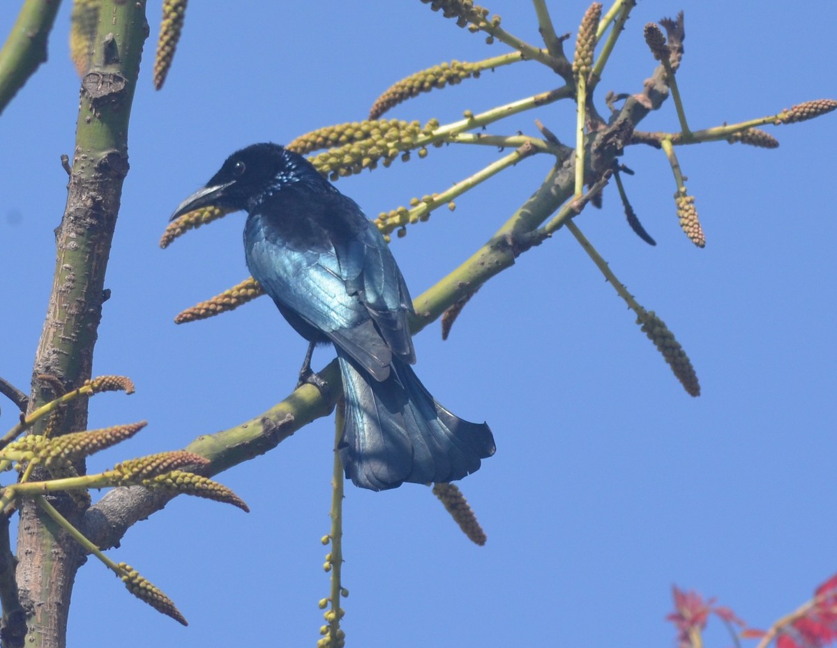 Hair-crested Drongo - ML138112531