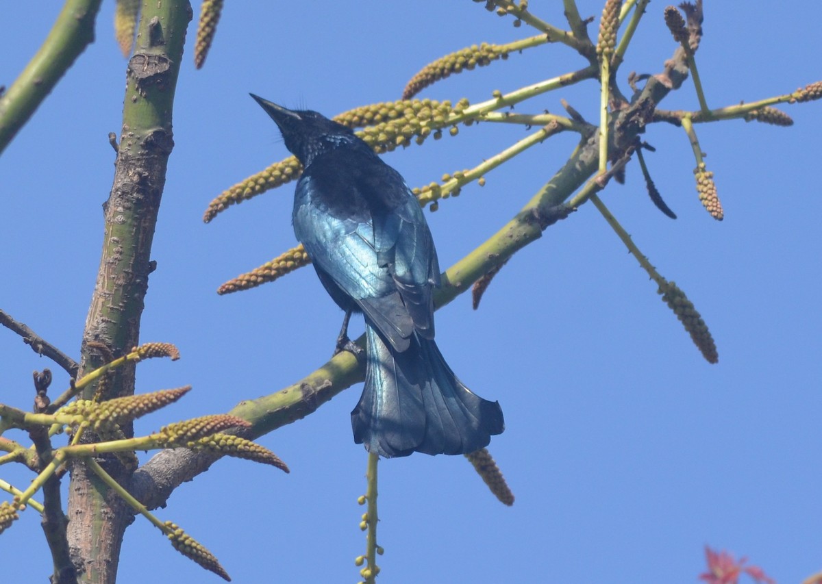 Hair-crested Drongo - ML138112541
