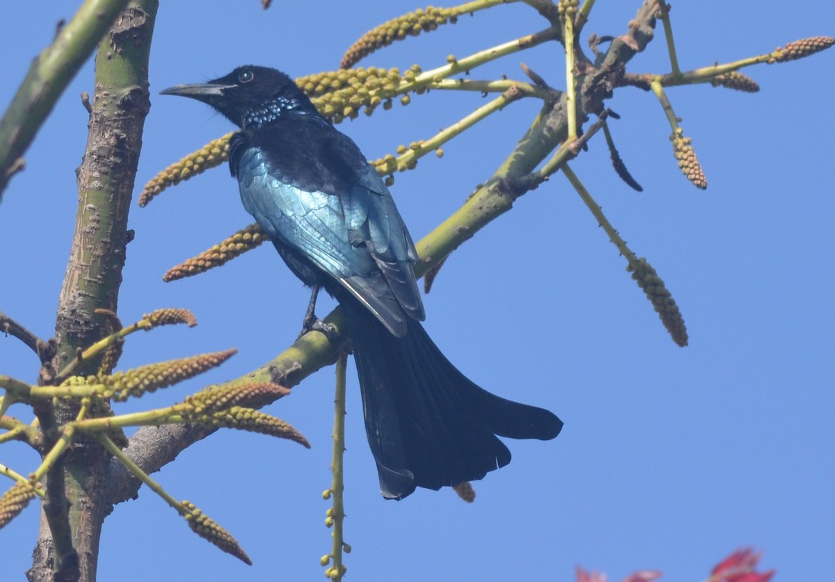 Hair-crested Drongo - ML138112551