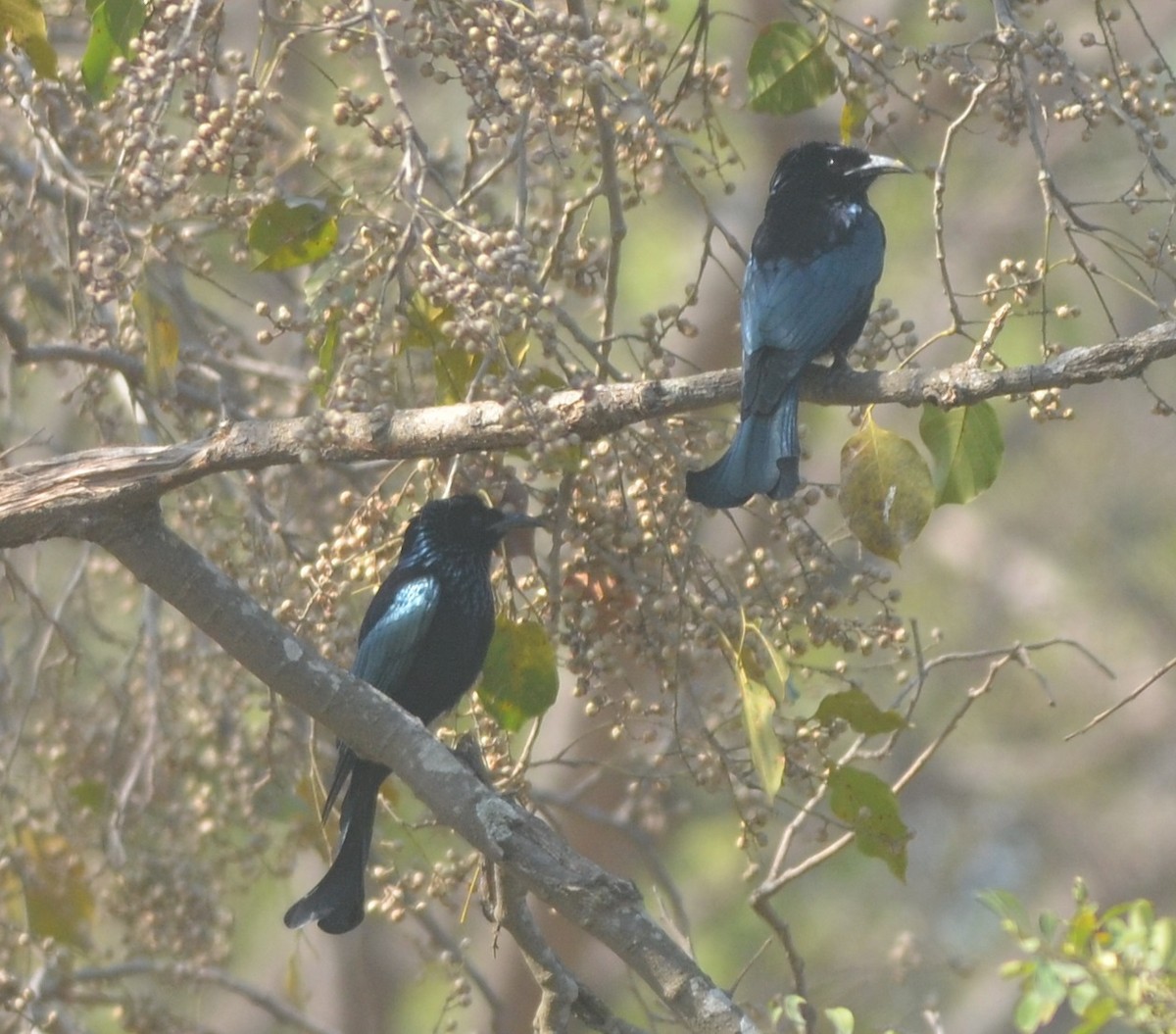 Hair-crested Drongo - ML138112561