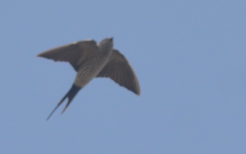 Red-rumped Swallow - ML138112691