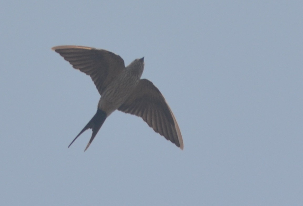 Red-rumped Swallow - ML138112701
