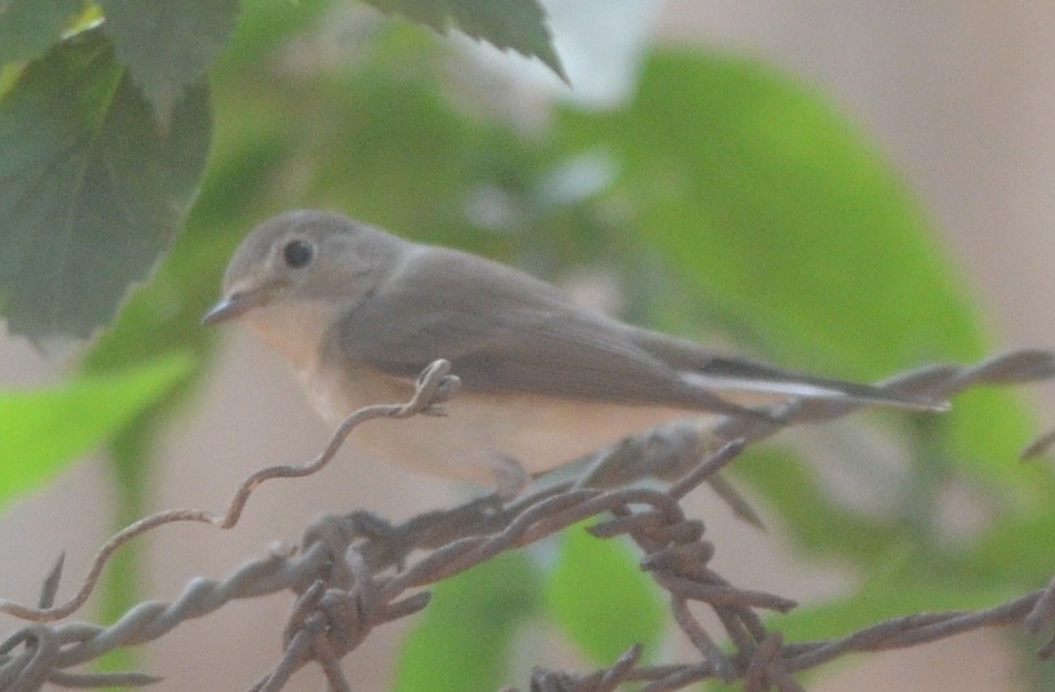 Taiga/Red-breasted Flycatcher - ML138112891