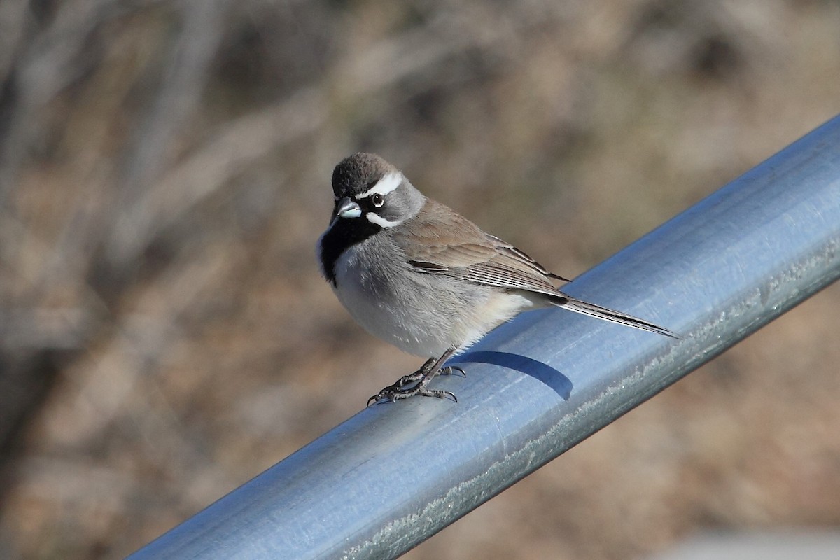 Black-throated Sparrow - Rob Lowry