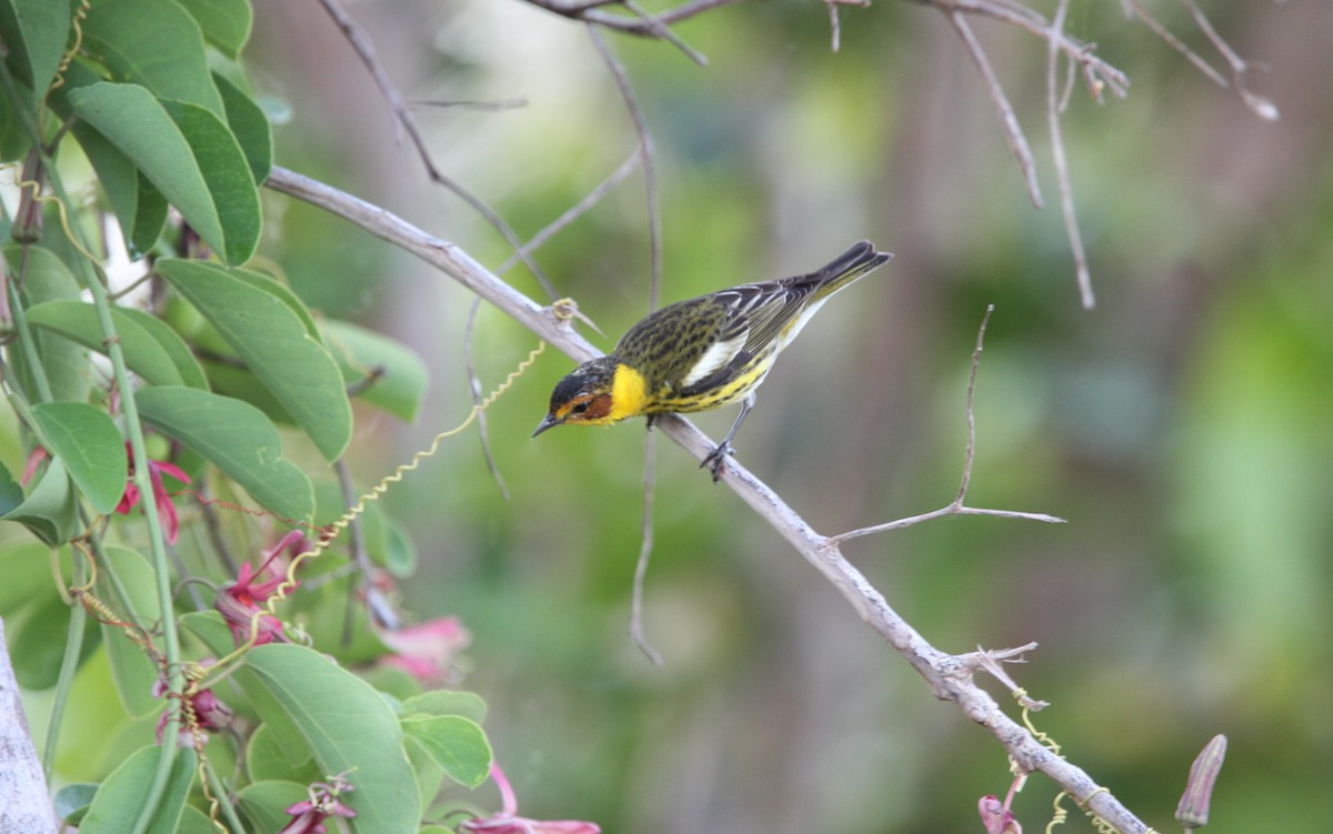 Cape May Warbler - ML138115651
