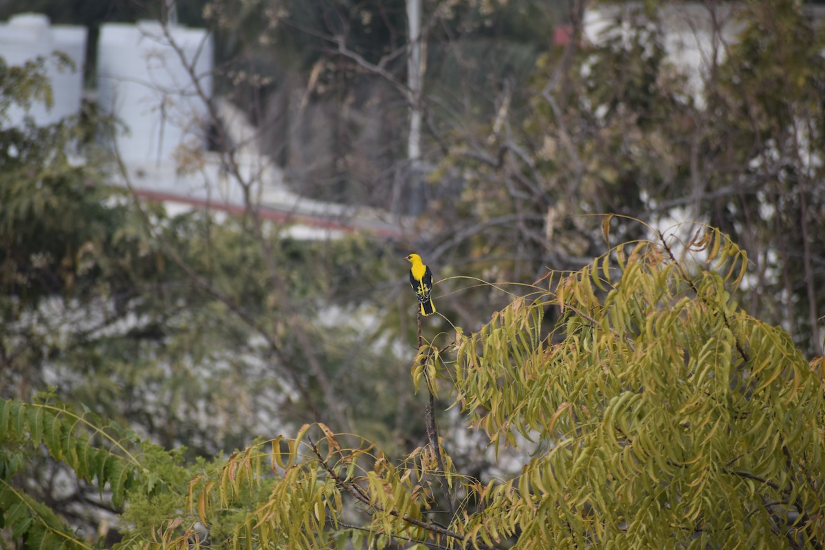 Indian Golden Oriole - ML138116091