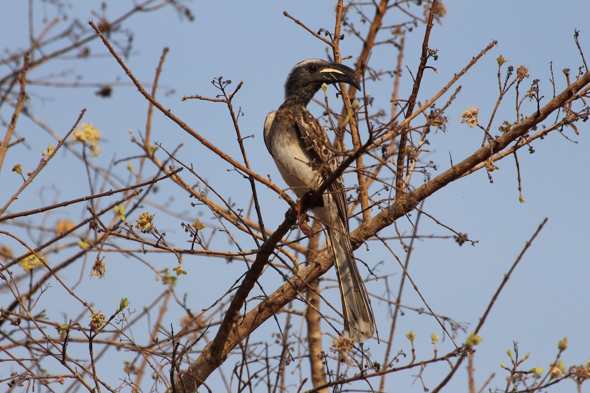 African Gray Hornbill - ML138117491