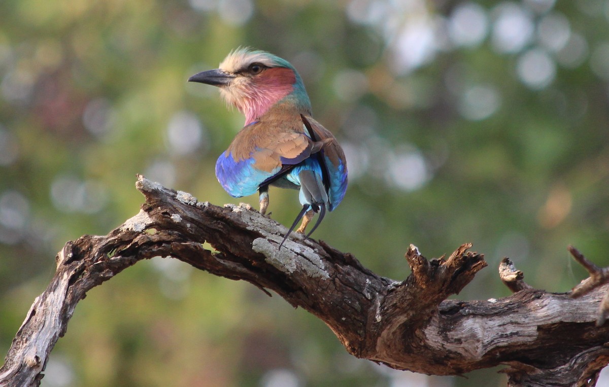 Lilac-breasted Roller - ML138117621