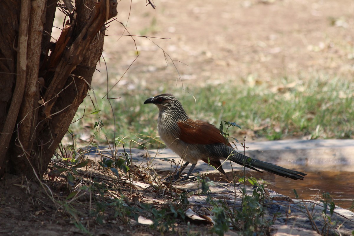 White-browed Coucal - ML138117721