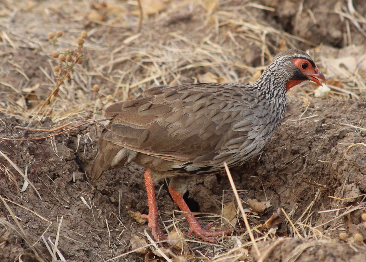 Red-necked Spurfowl - ML138117761