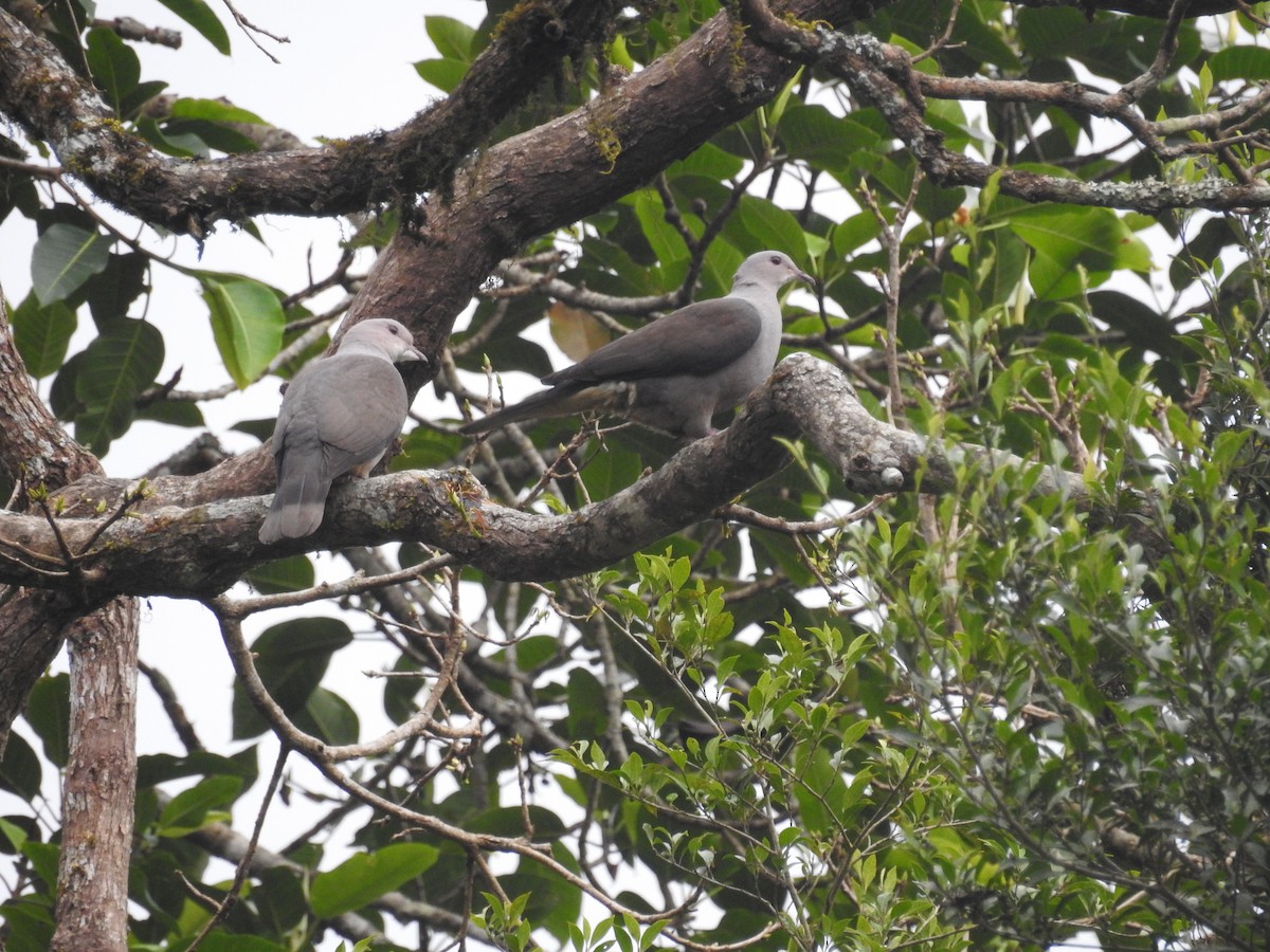Malabar Imperial-Pigeon - Ashwin Viswanathan