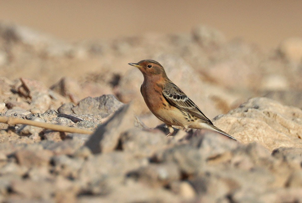 Red-throated Pipit - Edward  Rickson